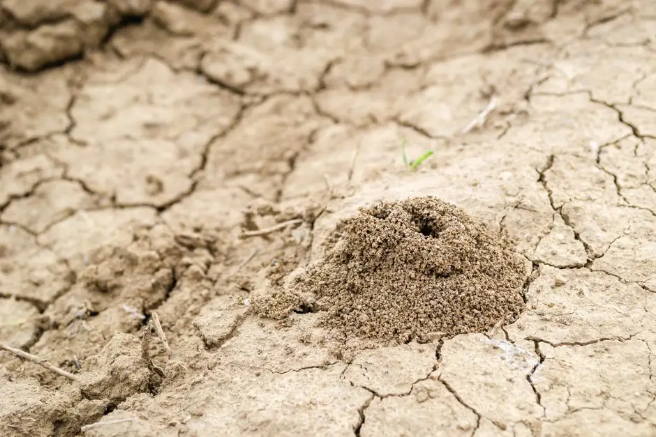 A close-up of an ant hill on arid, cracked soil in Novi Sad, Serbia.