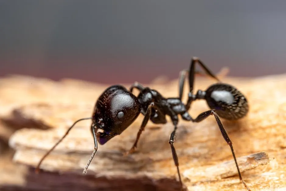 Detailed macro photography of a Camponotus ant on a wooden surface in natural habitat.