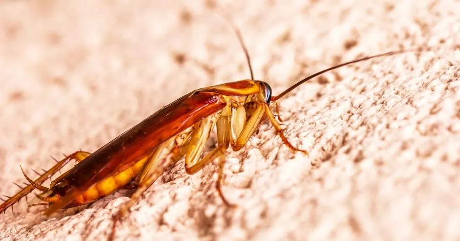Detailed macro shot of a cockroach on a rough surface with vivid detail.