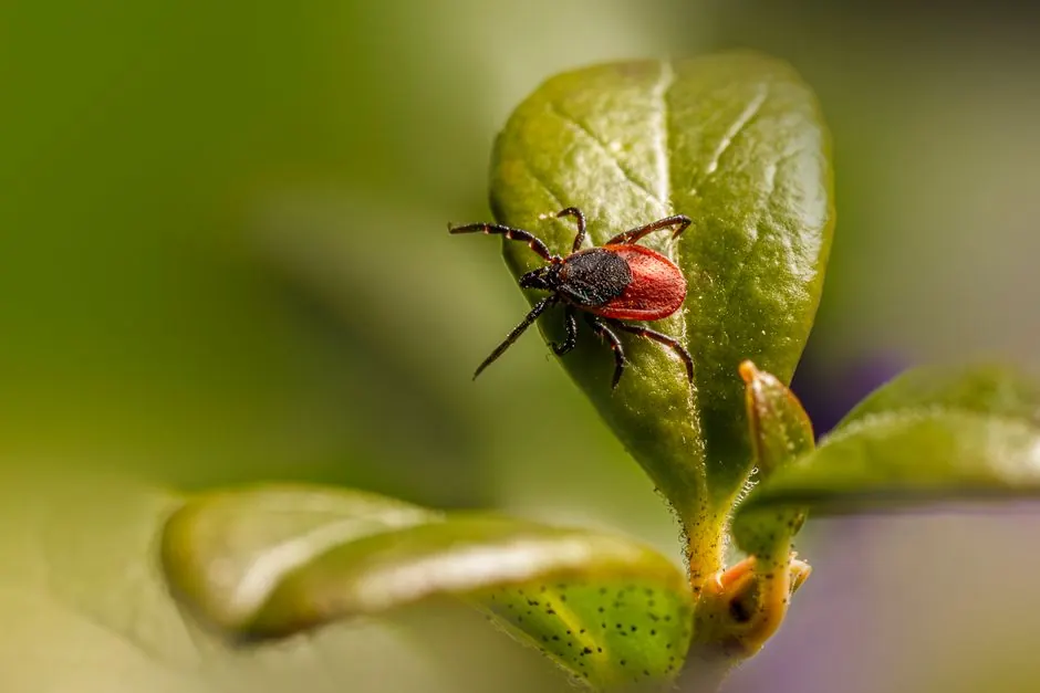 Macro image of a parasitic Ixodes ricinus tick on a vibrant green leaf.